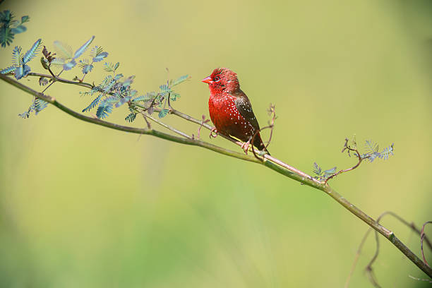 istock Red Avadavat (Amandava),Strawberry Finch. 2243403826