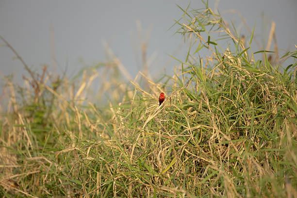 The Red Avadavat,also known as the Straberry Finch,is a small passerine bird belonging to the family (Estrildidae).Native to tropical Asia,it is found across India,Southeast Asia,and parts of Indonesia.These birds inhabit grassland,open fileds,and paddy areas,