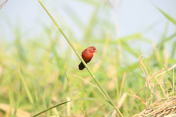 The Red Avadavat,also known as the Straberry Finch,is a small passerine bird belonging to the family (Estrildidae).Native to tropical Asia,it is found across India,Southeast Asia,and parts of Indonesia.These birds inhabit grassland,open fileds,and paddy areas,