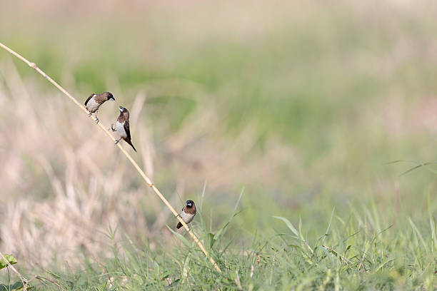 Three Scaly-breasted Munias ( Lonchura punctulata) perched on slender bamboo stems under natural sunlight.The small brown finches display their scaly feather patten on the chest and belly,a characteristic feature of this species. Captured in a natural habitat with a soft gray backgrond,showcasing typical behavior of these social seed-eating birds often found in open field and grasslands across Asia.