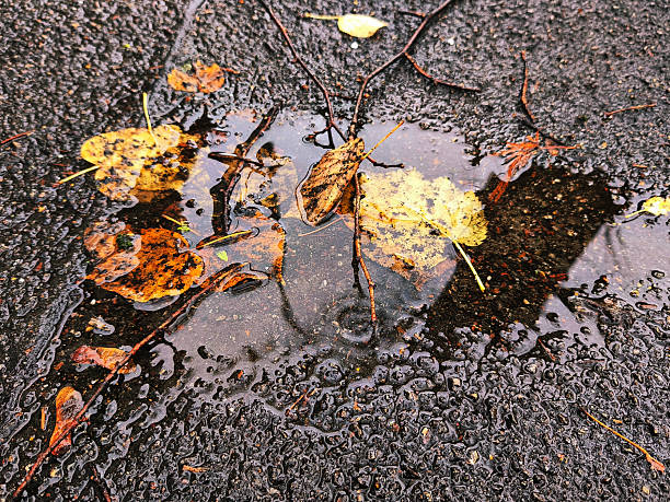 Close-up of a puddle on wet asphalt, containing fallen autumn leaves and small branches, highlighting reflective water surface and natural urban textures.