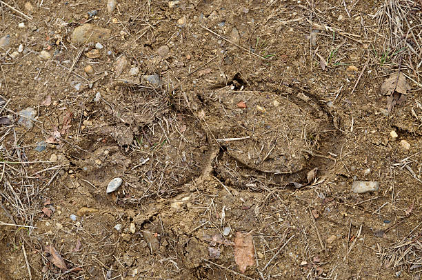 Traces of horse on the ground