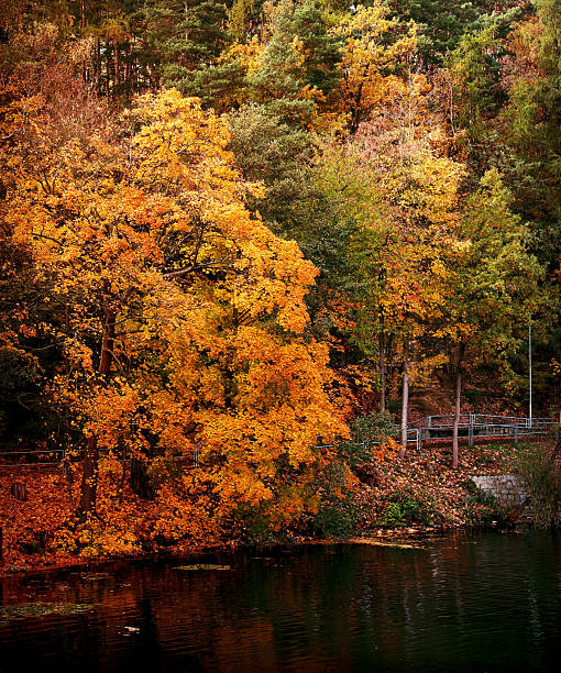 istock Vibrant Autumn Forest Reflected in a Tranquil Lake or Pond 2243409950