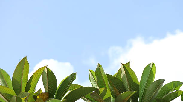 istock Green leaves reaching towards the bright blue sky with fluffy white clouds 2243414576
