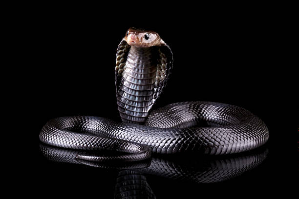 istock Javanese cobra snake isolated on black background, snake habitat in Java Indonesia, Naja sputatrix 2243417947