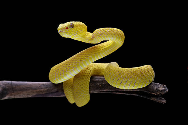 istock Yellow White-lipped Pit Viper on a branch, Trimeresurus insularis isolated on black background 2243417955