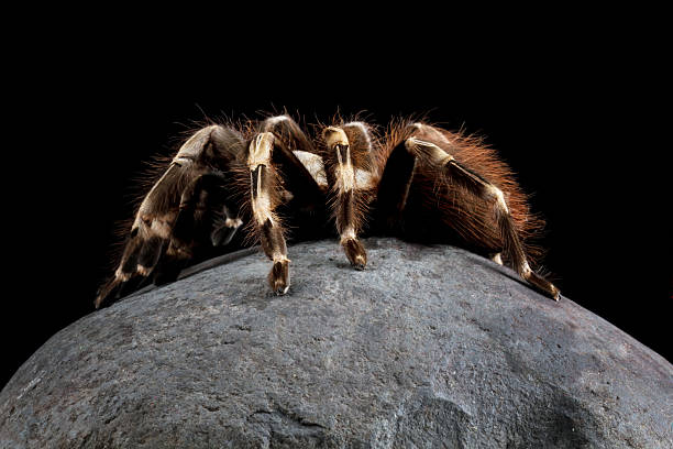 istock White knee tarantula on a rock (Acanthoscurria geniculata) 2243418109
