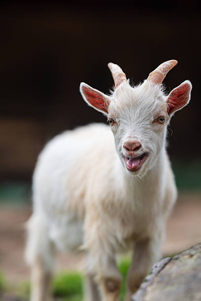 istock Playful young goat sticking out its tongue.. 2243418297