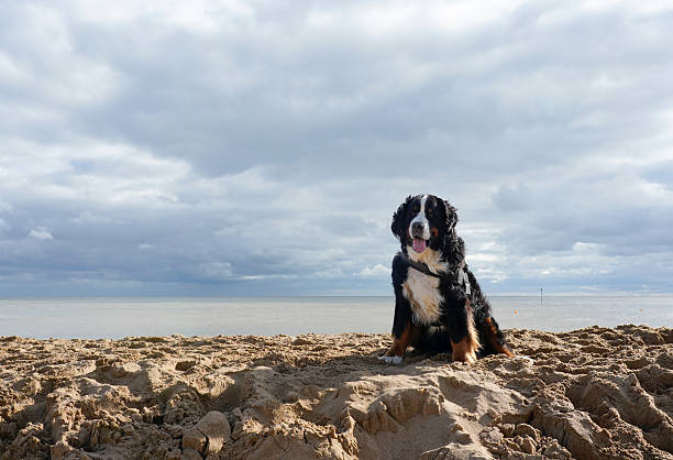 Large dog is sitting on the beach. Cloudy sky and sea behind him, Broadstairs, Kent, England