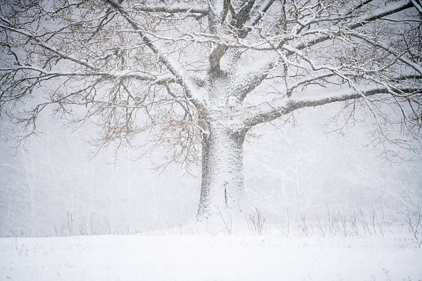 istock Oak Tree in Snowy Winter Landscape 2243419441