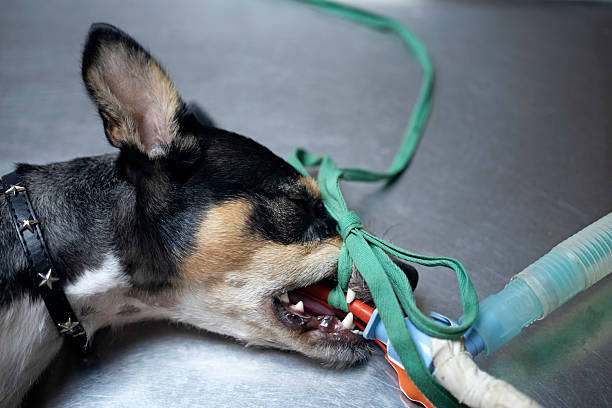 istock dog sterilization and vet 2243420771