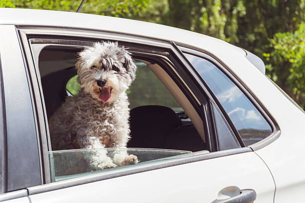 istock Havanese Dog looking out from an open car window 2243422234