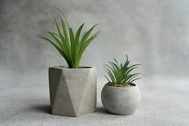 istock Aloe plant in concrete pot on the shelf 2243422718