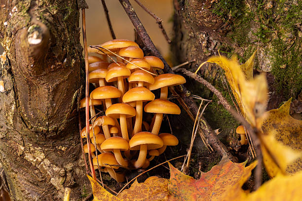 A vibrant cluster of orange-brown mushrooms sprouts from a mossy tree trunk, surrounded by autumn leaves and twigs. The scene evokes natural texture, warmth, and seasonal forest mood.