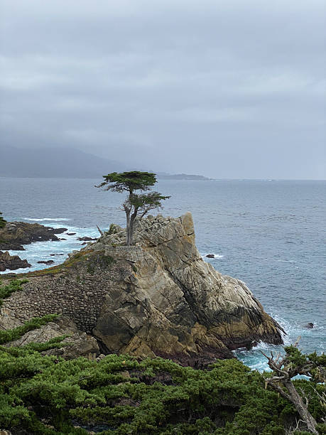 istock single tree standing on a rock at the coastline 2243424656