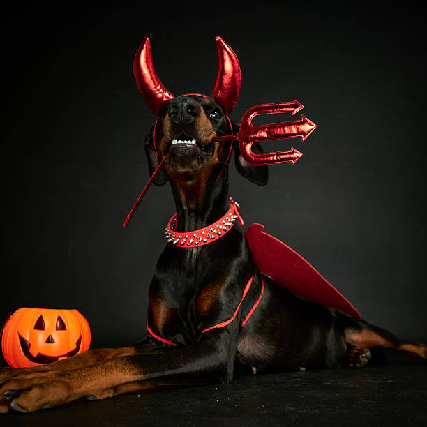 Charming, lovable brown dog and devil horns. Bright background. Close-up, indoors. Studio shot. Congratulations for family, relatives, loved ones, friends and colleagues. Pet care concept