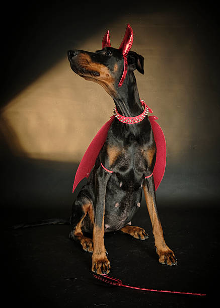 Dog Doberman pinscher dressed as a devil on a black background. Trick or treat. Halloween