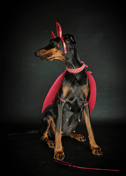 Doberman Pinscher dogs relaxing at home in beautiful natural light.