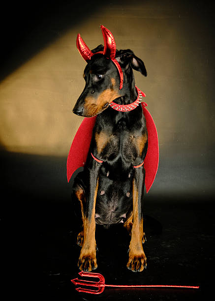 Happy Halloween. Charming dog and Halloween costume. Dog smile. Closeup, indoors. Studio shot. Congratulations for family, relatives, loved ones, friends and colleagues. Pet care concept