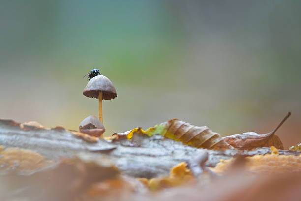 Nature of the Czech Republic.