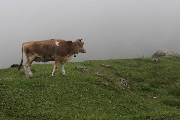 Cow grazing on green grass with trees in meadow