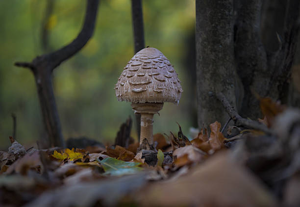Mushroom in the forest. Autumn decoration in the forest.