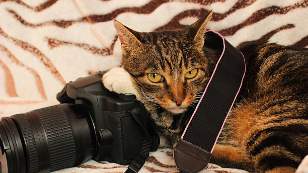 istock Striped Cat Resting Its Paw and Head on a Camera, Lying on a Zebra Blanket – Adorable Look Cat Doing Photography 2243430249