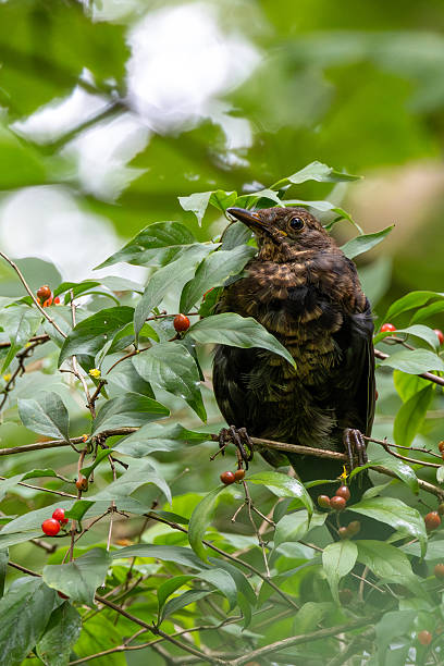 istock Female Common Blackbird (Turdus merula) in Dublin Garden 2243432272