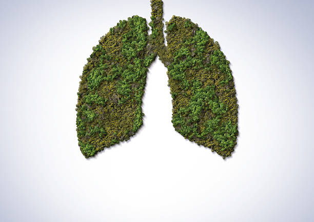 istock Green trees shaped like human lungs conceptual image. lungs shape 2243433237