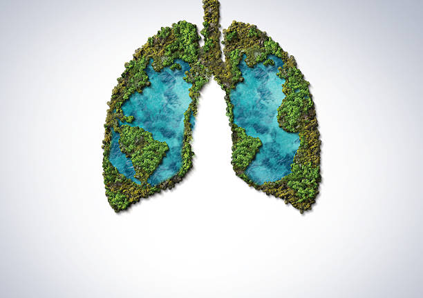 istock Green trees shaped like human lungs conceptual image. lungs shape 2243433238