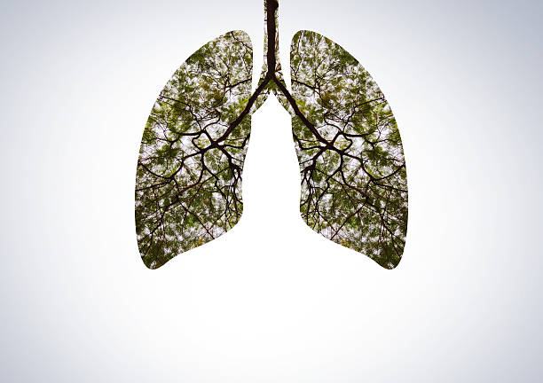 istock Green trees shaped like human lungs conceptual image. lungs shape 2243433240