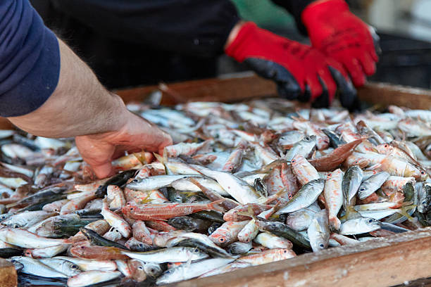 istock Fishermen sorting freshly caught fish on wooden table, showcasing various species with glistening scales, while hands work diligently, highlighting the labor and tradition of fishing industry 2243433388