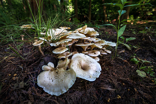 Mushrooms in there natural areal.