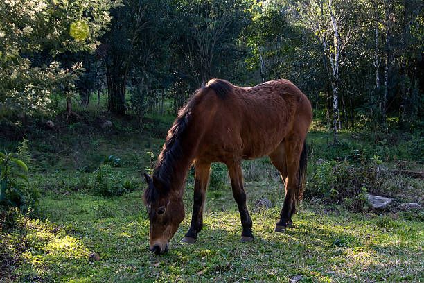 Horse eating grass in a meadow in countryside, brazil