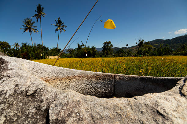 Megalith from unknown prehistoric megalithic cultures, is located in the Bada Valley, Central Sulawesi, Indonesia