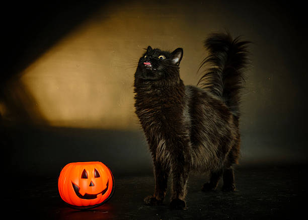 istock Cats on Halloween night with their pumpkin 2243437451