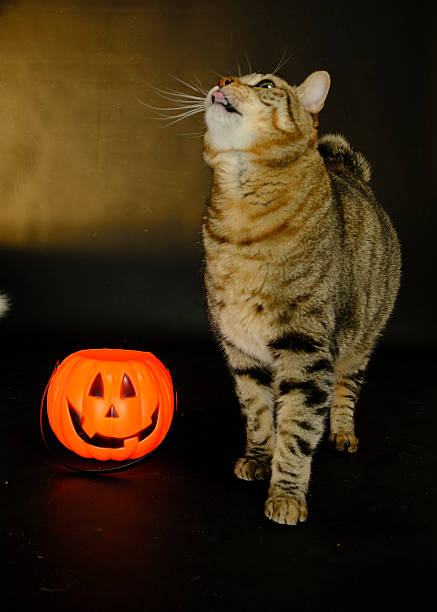 istock Cats on Halloween night with their pumpkin 2243437490