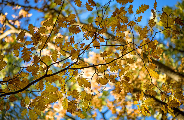 istock The forest in autumn clothes. 2243437955