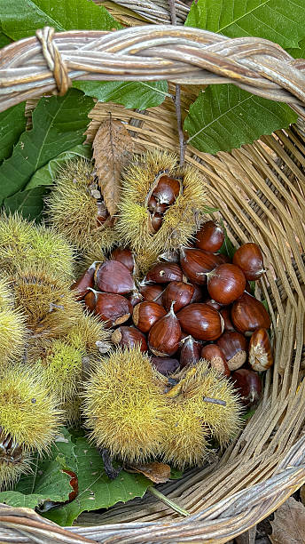istock Autumn Chestnut Harvest in a Rustic Wicker Basket 2243441152