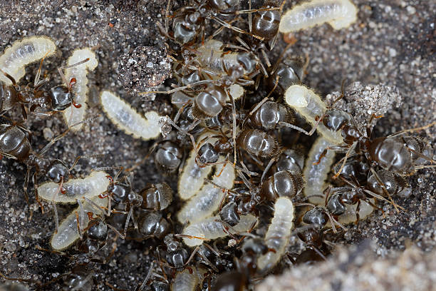 istock Common garden ants (Lasius sp.) rescuing their larvae after uncovering their nest under a rock. 2243441269