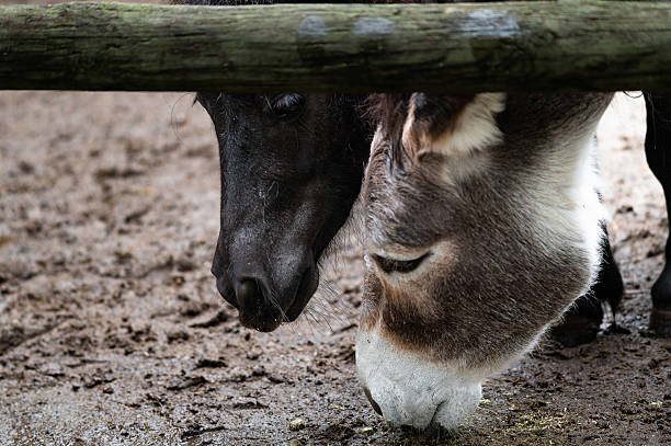 Close-up of a black horse and a donkey head peeking under a wooden fence on a muddy ground.