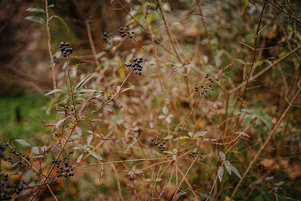 Delicate branches adorned with tiny black berries are set against a backdrop of autumn foliage, highlighting the tranquility of nature's beauty