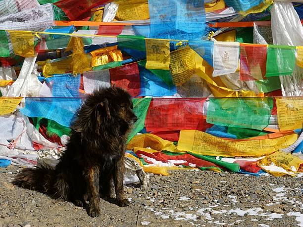 istock Dog beside vibrant Tibetan prayer flags. 2243441806
