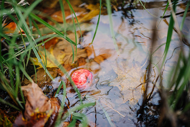 A vibrant red apple is gently floating in clear water, surrounded by colorful autumn leaves and lush green grass, capturing a serene natural scene