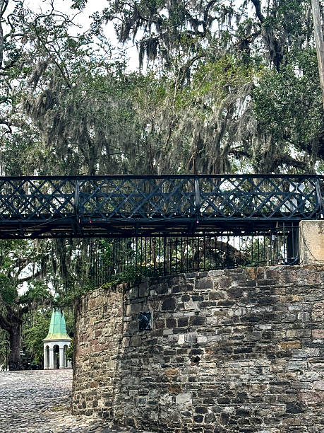 istock Southern live oak tree with moss hanging from branches by cobblestone road 2243443559