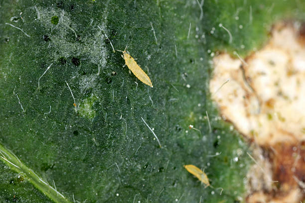 Western Flower Thrips (Frankliniella occidentalis). Wingless larvae on damaged leaf (white spots).