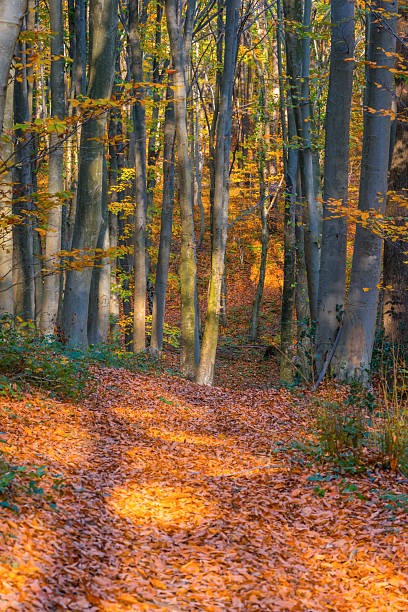 istock Belgrade Forest path in autumn with fallen leaves in İstanbul 2243444297
