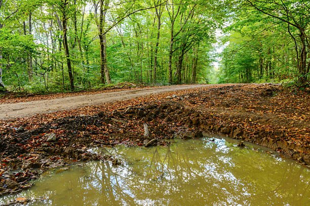 Belgrade Forest dirt road with a large muddy puddle reflecting the lush green trees