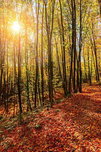 istock Sun shining through autumn trees in Belgrade Forest, Istanbul 2243445244