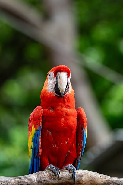 istock Scarlet Macaw on Branch 2243445509